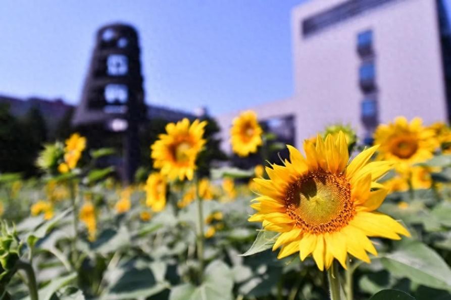 憧憬大学生活？北师大为你描绘舒适多彩的校园画卷