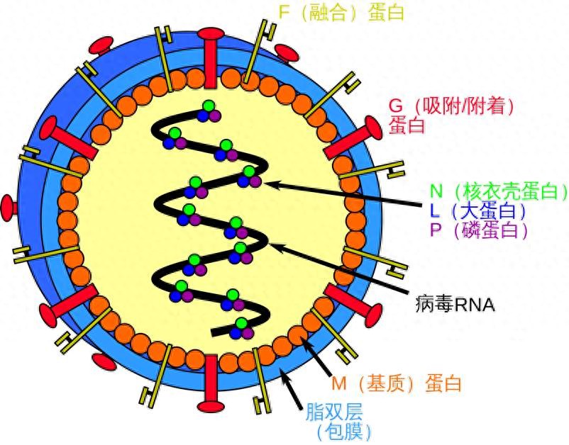印度尼帕病毒疫情多国收紧防疫，普通人如何做好防护？